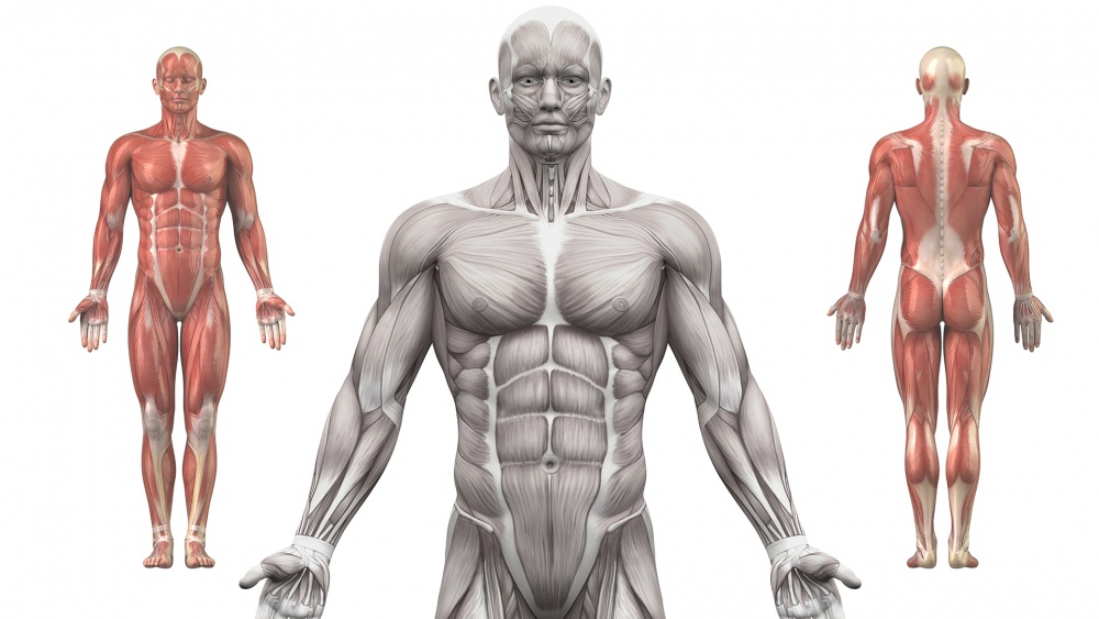 Beginner's Guide to Musculature